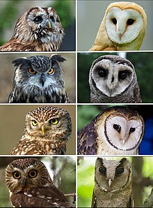 Portrait of owls.jpg