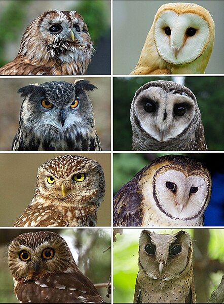 Файл:Portrait of owls.jpg