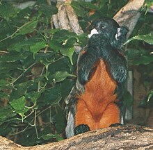 Red-bellied tamarin.jpg