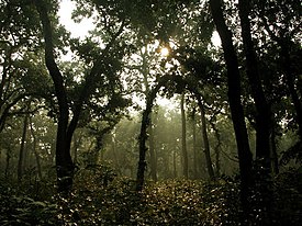 Лес шореи исполинской (Shorea robusta) в национальном парке Читван