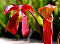 Sarracenia