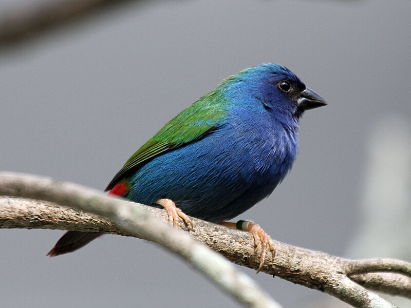 File:Tricoloured Parrot Finch RWD2.jpg