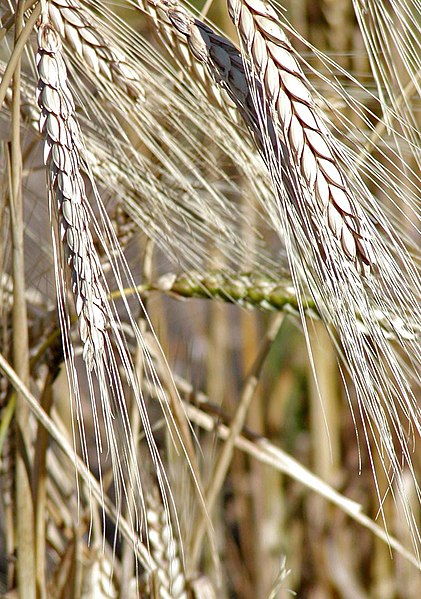 File:Triticum turgidum 2.jpg