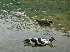 Vrelo Bosne ducks