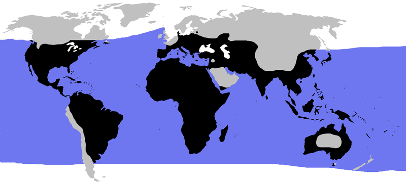 File:World.distribution.testudines.1.png