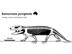 Eomurruna