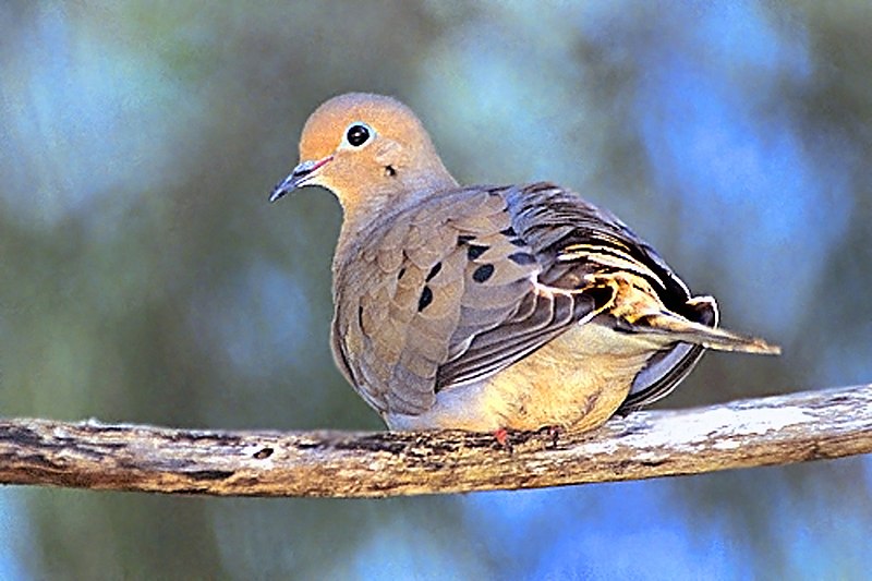 Archivo:115 Mourning Dove.jpg