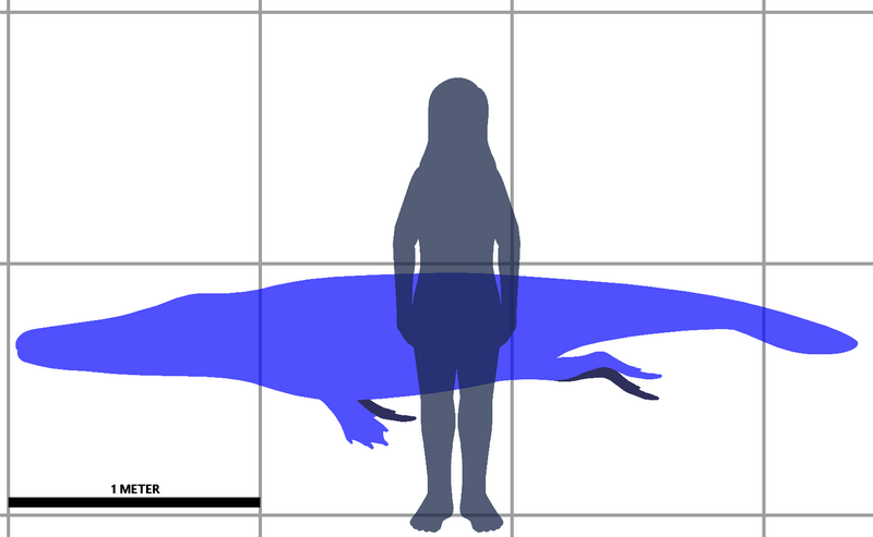 File:Aegicetus size.png