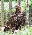 A Spanish imperial eagle