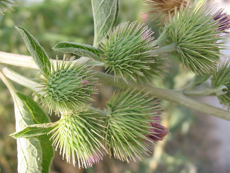 Файл:Arctium minus flores.jpg