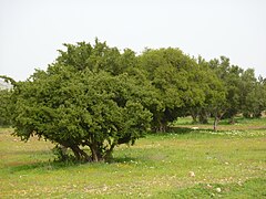 Argania spinosa