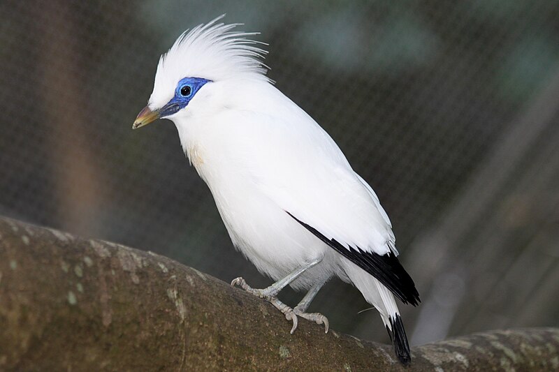 Archivo:Bali starling hkg.jpg