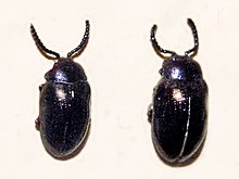 Chrysomelidae - Phyllocharis ewani.jpg