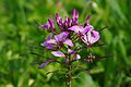 Cleome spinosa, Charente, France