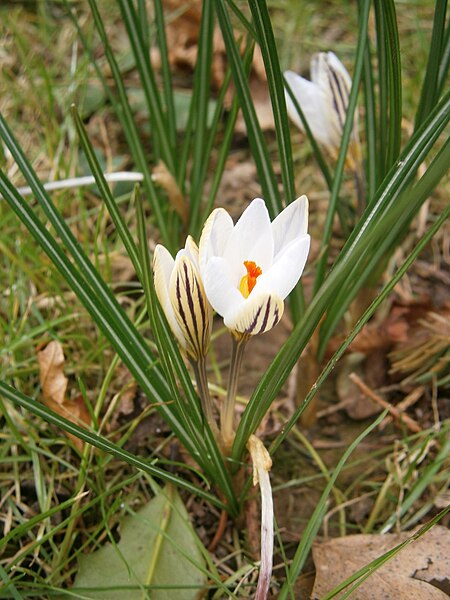 File:Crocus biflorus 03.jpg