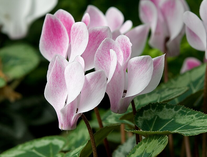 File:Cyclamen 'Stirling'.jpg