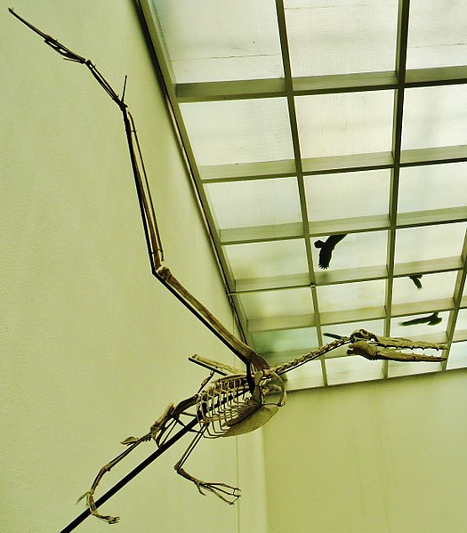 File:Dasornis emuinus 1.jpg