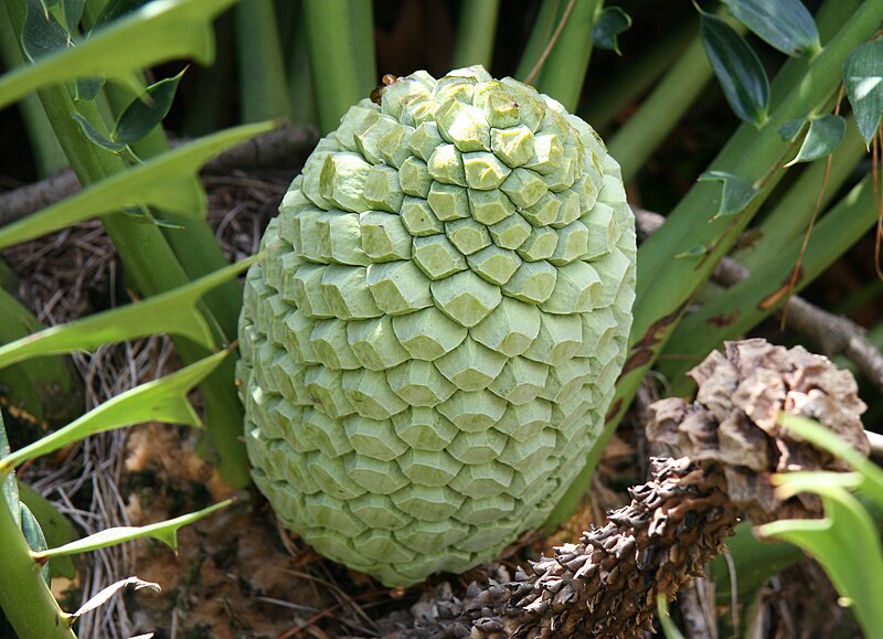 Файл:Encephalartos arenarius.jpg