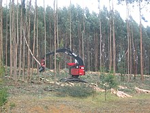 Eucalyptus pulpwood harvest.jpg