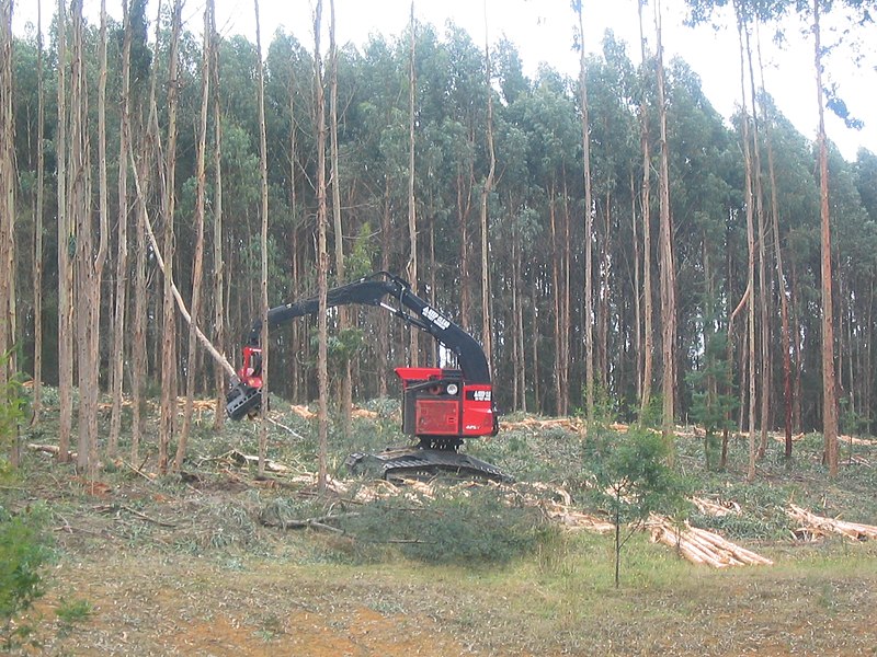 Файл:Eucalyptus pulpwood harvest.jpg