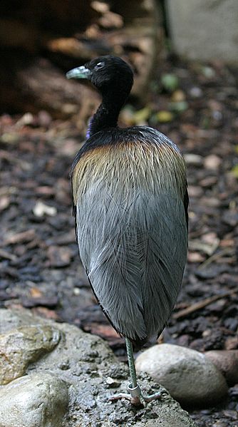 File:Grey-winged Trumpeter.jpg