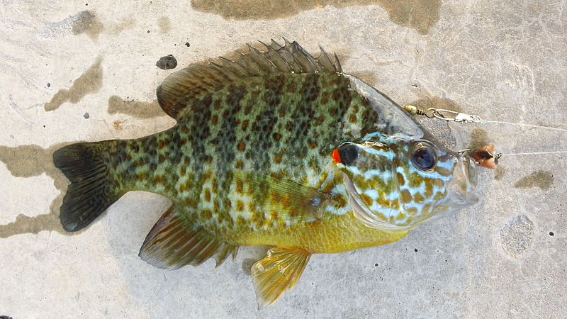 File:Landed pumpkinseed sunfish.JPG