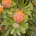 Leucospermum erubescens