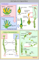 Moss life cycle diagram