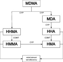 MDMA methabolism ru.pdf