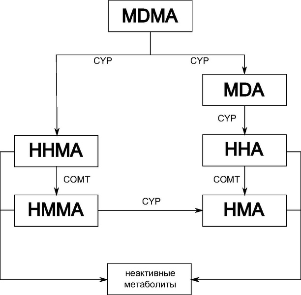 Файл:MDMA methabolism ru.pdf