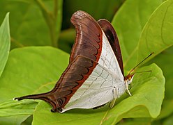 Marpesia zerynthia