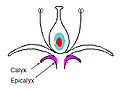 Calyx - a collective term for sepals of a flower; Epicalyx - a collective term for structures found on, below or close to the true calyx, also called false calyx. Some varieties show pronounced epicalyx structures, such as found in variety Arab. (Plural calyces)