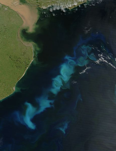 File:Phytoplankton SoAtlantic 20060215.jpg