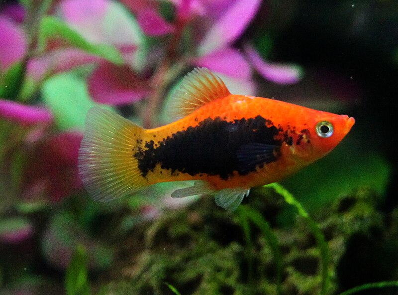 File:Red tuxedo platy.JPG