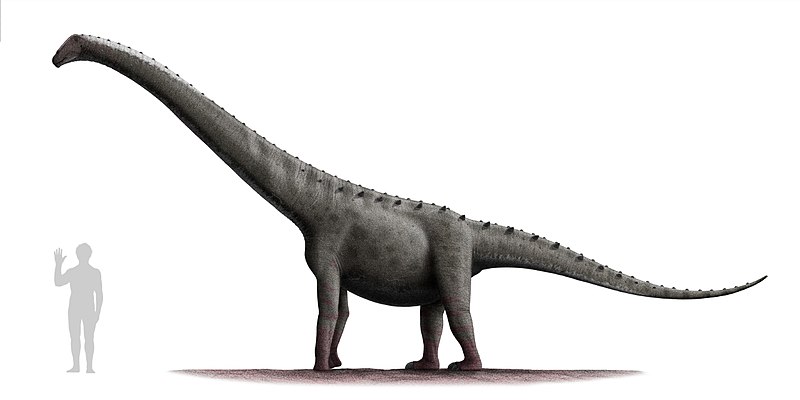 File:Rinconsaurus test 2.jpg