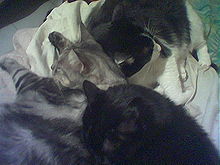 Romeo,Lilli & Mog.jpg