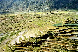 Rice terraces in Sagada