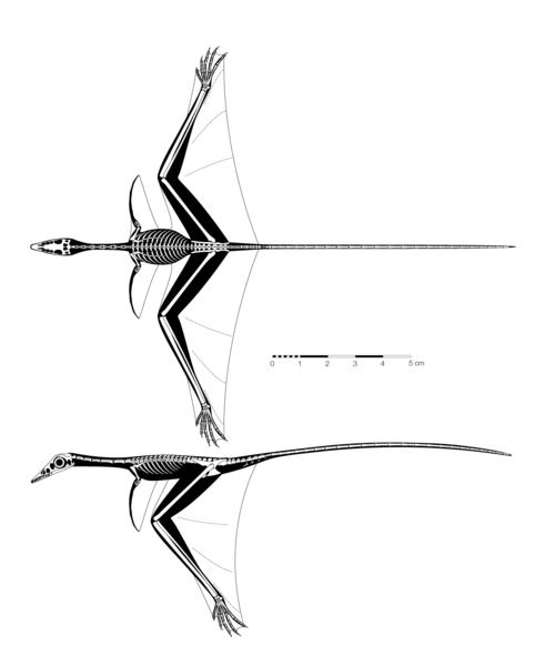 File:Sharovipteryx mirabilis jconway.png