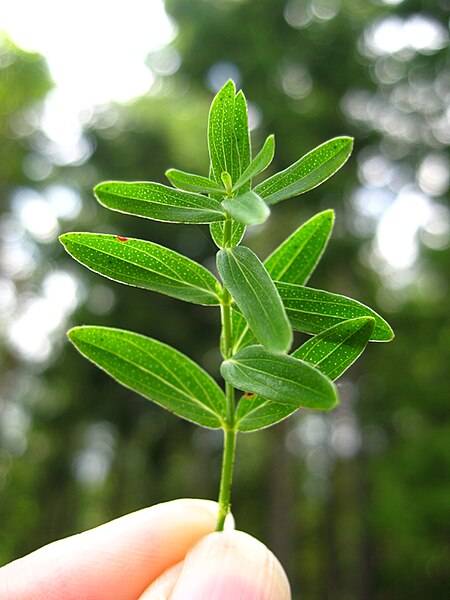 File:StJohnswort-leaves.jpg