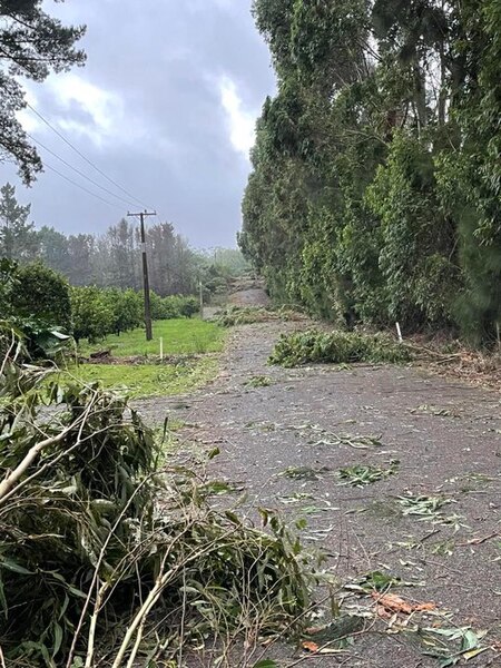 File:Trees down in Kerikeri.jpg