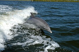 Bottlenose dolphin, highest encephalization of any animal after humans[271]