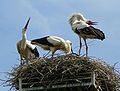 White stork - Welcoming the newly arrived