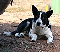 Mixed-breed dog (part Border Collie)