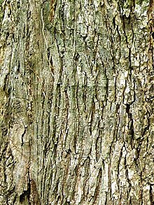 Wych elm bark.jpg