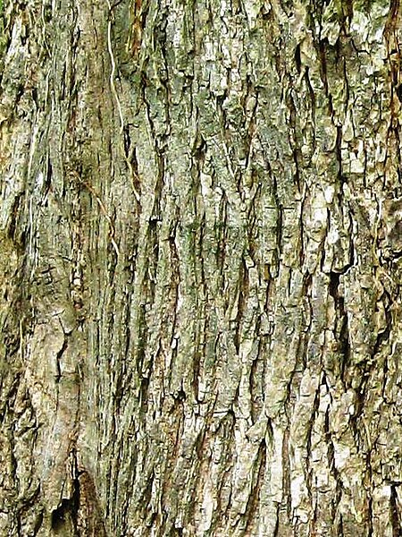 File:Wych elm bark.jpg