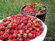 Клубника (Fragaria viridis).jpeg