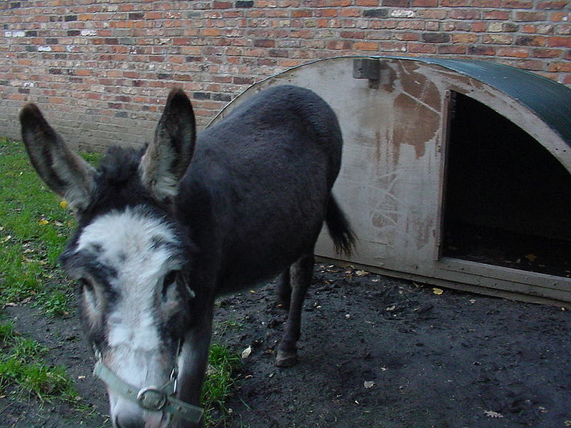 File:Aa donkey 00.jpg