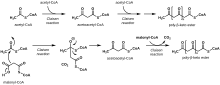 Acetate pathway.svg