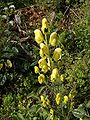 Борец противоядный (Aconitum anthora)