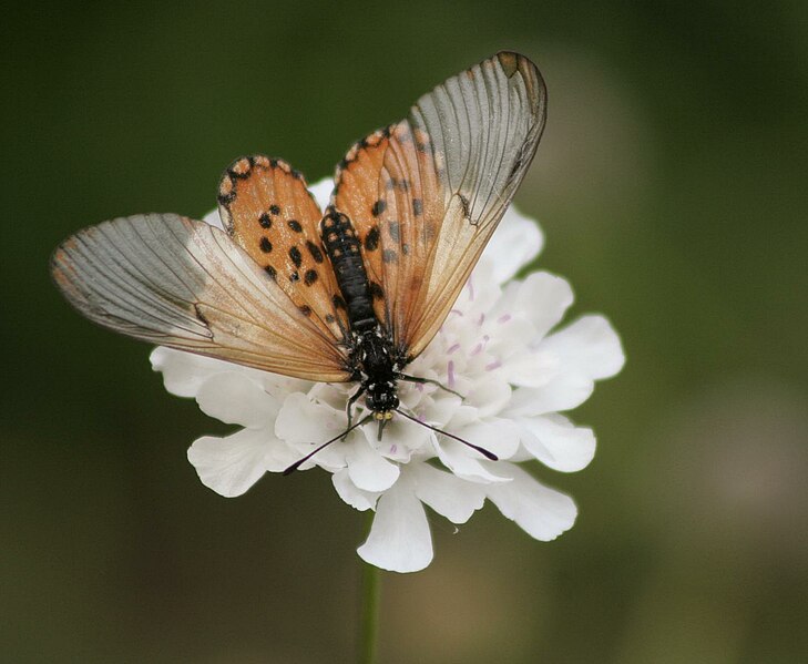 Archivo:Acraea horta.jpg